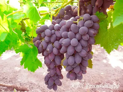 Виноград «Кодрянка». Урожай и особенности столового сорта | Виноград VM |  Дзен