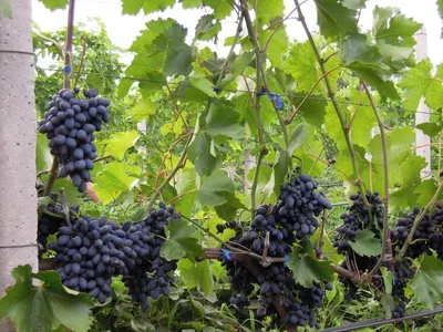 сорт винограда кодрянка | Виноград, Садоводство, Огород