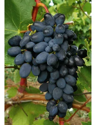 Саженец винограда сорт Аркадия - купить по лучшей цене в Одессе от компании  \"💙АГРОЛИНИЯ™💛\" - 90325199