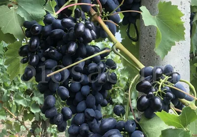 Влияние кольцевания и применения гиббереллина на сорт винограда Кодрянка