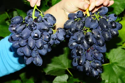 Сорт винограда Кодрянка | Пикабу