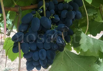 Сорт винограда Кодрянка | Виноград в Саратове