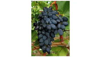 Виноград Кодрянка: описание сорта, характеристика, особенности выращивания,  отзывы :: SYL.ru