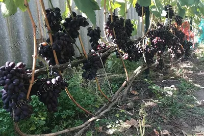 Блог про виноград Киушкина Николая: Лучшие сорта и гф винограда для дачного  участка на данный момент
