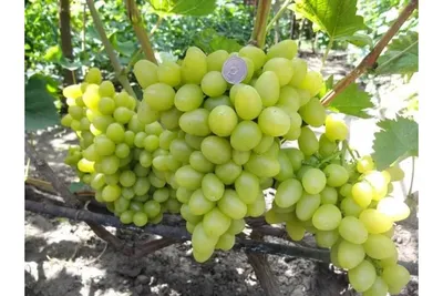 Сорт винограда Аркадия – характеристика и особенности сорта