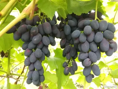 Виноград Кодрянка - купить саженцы винограда кодрянка недорого в России в  интернет магазине