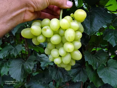 ВИНОГРАД КОДРЯНКА: купить саженцы винограда кодрянка почтой | PLOD.UA