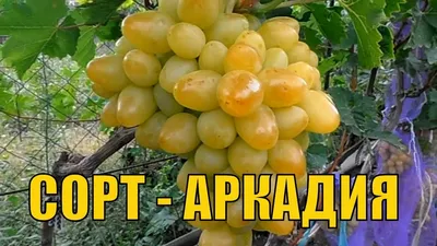 Описание сорта винограда Кодрянка: фото, видео и отзывы | Vinograd-Loza