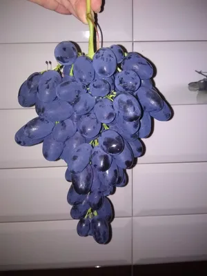 Виноград Кодрянка в Молдове купить в Кишиневе