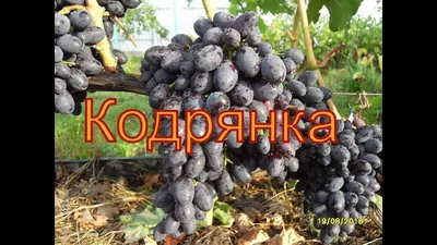 Виноград Кодрянка в Беларуси (26.09.21) - YouTube