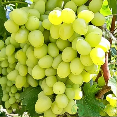 Виноград сорт Кодрянка - «Кодрянка - это классика среди сортов винограда.»  | отзывы