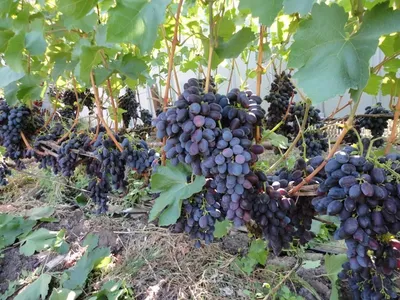 Виноград сорт Кодрянка | отзывы