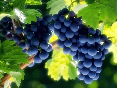 Виноград Аркадия - описание, купить в Украине