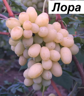 Лора (Флора) виноград, купить черенки и саженцы винограда Лора (Флора) в  Минске по доступным ценам