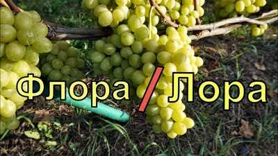 Виноград \"Лора\"