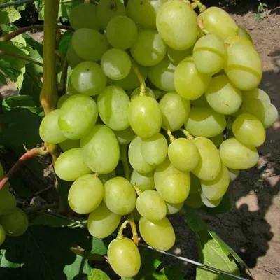 Самый рыночный виноград - Аркадия (Настя) | Виноград и все-все-все! | Дзен