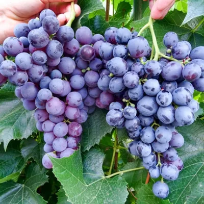 Саженцы винограда Восторг Беларусь доставка почтой, низкая цена
