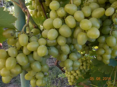 Сорт винограда Восторг красный (ЗОС-1, ЗОСя)