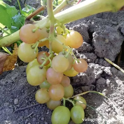 150 сортов винограда выращивает ракитянка Наталья Полякова на своей ферме