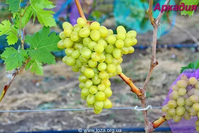 Лента - Виноград — одна из самых древних и популярных... | Facebook