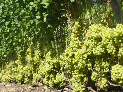 ВИНОГРАД НАТАЛЬЯ: купить саженцы винограда наталья в Одессе, Киеве и  Украине - Agro-Market