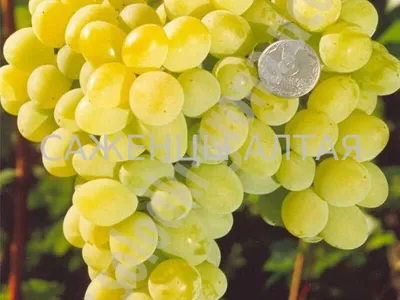 Аркадия | ЛОЗА | купить саженцы винограда | описание сортов винограда | как  растить виноград | Вкусный виноград | Бердянск