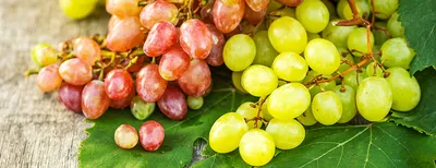 Почему виноград несладкий | ЗЕЛЕНЫЙ МИР С ЕЛЕНОЙ | Дзен