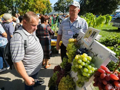 Виноград Памяти хирурга: описание сорта, фото и отзывы