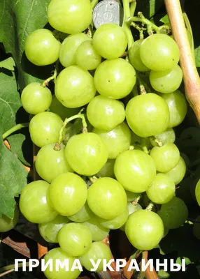 Столовые сорта винограда : Прима Украины (Плясунов В.Н.)