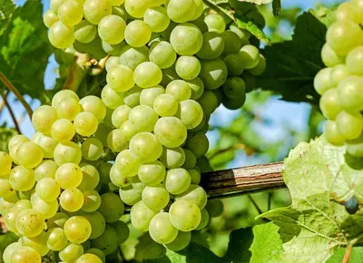 Прима Украины - Сторінка 6 - форум-виноград