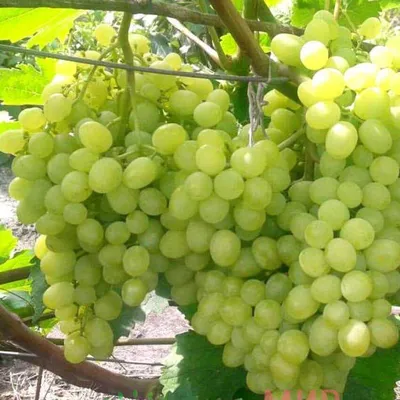 Каталония\", \"Прима Украины\", \"Ливия\" попали в топ сортов винограда Николая  Синявина
