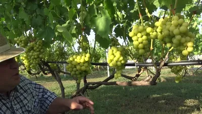Сорта белого винограда саженцы от селекционера