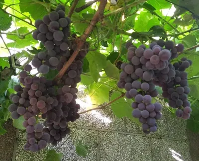 Самые ранние сорта винограда | Виноград и все-все-все! | Дзен