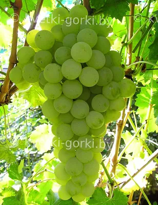 Саженцы винограда в Туле