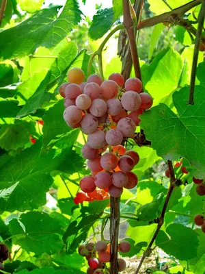 Прима сидлис - сорт винограда.описание.фото. - vinogradnik.com.kg
