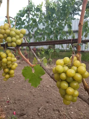 Прима Украины — Виноградник Дашевских