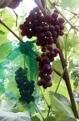 Сорта винограда с фруктовым вкусом - фото - описание - купить саженцы –  Саженец.com.ua