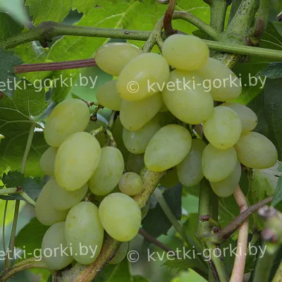 Описание сорта винограда Альбина: фото, отзывы, видео | Vinograd-Loza