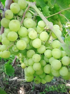 Виноград Розалинда - купить саженцы ягодных культур с доставкой по Украине  в магазине Добродар
