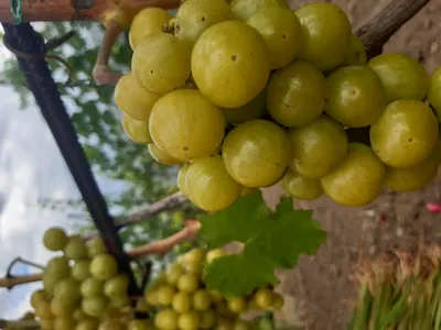 Прима Украины — Виноградник Дашевских