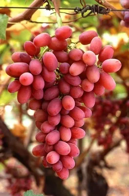 Сорта винограда с мускатом - стр. 4 - Обсуждение сортов - Виноградные  регионы