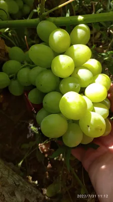 Дегустация винограда в пригороде Тольятти