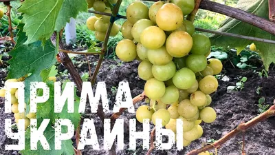 Сорта винограда с мускатным вкусом - фото - описание - купить саженцы –  Саженец.com.ua