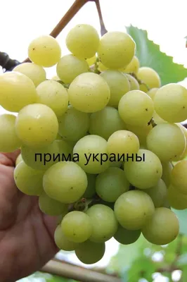 Виноград Ладанный-2 - vino.biz.ua
