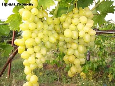 Лоза виноград - Прима Украины