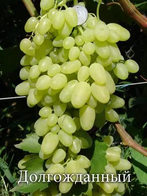 Белградский бессемянный - саженцы винограда