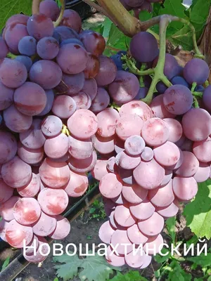 Виноград Граф Монте Кристо - купить саженцы ягодных культур с доставкой по  Украине в магазине Добродар
