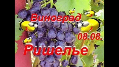 Ришелье (Richelieu) - форум-виноград