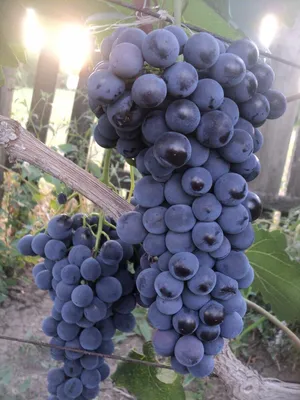 Купить Вино из винограда Каберне Фран (Cabernet Franc)