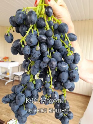 Columbine Vineyards on Instagram: “Fresh off the vine ➡️ Fresh to your  table! Keep an eye at your grocery stores as our grapes start to … |  Grapes, Columbine, Vines